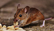 24 Hour & Emergency Exterminators in Hghlnds Ranch, CO